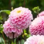 Dahlia Wizard Of Oz (1 Bulb)