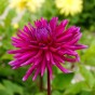 Dahlia Cactus Purple Gem (1 Bulb)