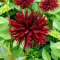 Dahlia Nuit D'Été (1 Bulb)