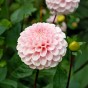 Dahlia Wizard Of Oz (1 Bulb)