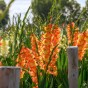 Gladiolus Princess Margareth (10 Bulbs)