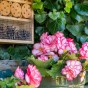 Begonia Bouton De Rose (3 Bulbs)