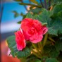 Begonia Double Pink (3 Bulbs)