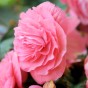Begonia Double Pink (3 Bulbs)