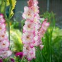 Gladiolus Priscilla (5 Bulbs)