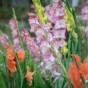 Gladiolus Priscilla (5 Bulbs)