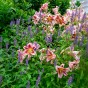 Lilium Like A Tree Olympic Torch (2 Bulbs)