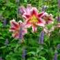 Lilium Like A Tree Olympic Torch (2 Bulbs)