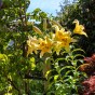 Lilium Like A Tree Honeymoon (2 Bulbs)