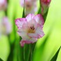 Gladiolus Priscilla (5 Bulbs)