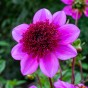 Dahlia Mignon Blue Bayou (1 Bulb)