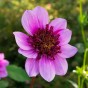 Dahlia Mignon Blue Bayou (1 Bulb)
