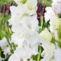 Gladiolus White Prosperity (5 Bulbs)
