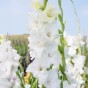 Gladiolus White Prosperity (5 Bulbs)
