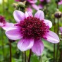 Dahlia Mignon Blue Bayou (1 Bulb)
