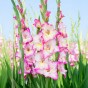 Gladiolus Priscilla (5 Bulbs)