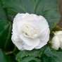 Begonia Double White (3 Bulbs)