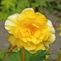 Begonia double mix (3 Bulbs)