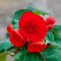 Begonia double red (3 Bulbs)