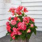 Begonia Camelia Flora (3 Bulbs)