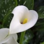 Calla Lily - Albomaculata (2 Bulbs)