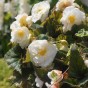 Begonia Double White (3 Bulbs)