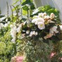 Begonia Double White (3 Bulbs)