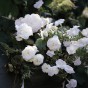 Begonia Double White (3 Bulbs)
