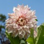 Dahlia Café au Lait Twist (1 Bulb)