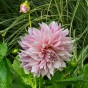 Dahlia Café au Lait Twist (1 Bulb)
