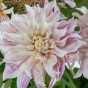 Dahlia Café au Lait Twist (1 Bulb)