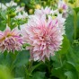 Dahlia Café au Lait Twist (1 Bulb)