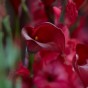 Calla Lily - Red (2 Bulbs)