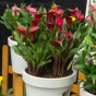 Calla Lily - Red (2 Bulbs)
