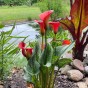 Calla Lily - Red (2 Bulbs)