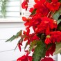 Begonia pendula red (2 Bulbs)
