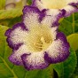 Gloxinia Tigrinum Blue (2 Bulbs)