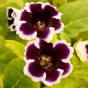 Gloxinia Kaiser Wilhelm (2 Bulbs)