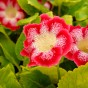 Gloxinia Tigrinum Red (2 Bulbs)