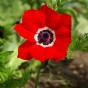 Anemone Hollandia (15 Bulbs)