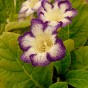 Gloxinia Tigrinum Blue (2 Bulbs)