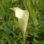 Calla Lily - Albomaculata (2 Bulbs)