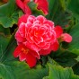 Begonia Camelia Flora (3 Bulbs)