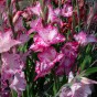 Gladiolus My Love (5 Bulbs)