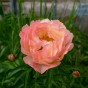 Paeonia Coral Charm (1 Bulb)