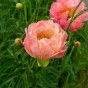 Paeonia Coral Charm (1 Bulb)