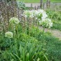 Agapanthus white (1 Bulb)