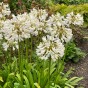 Agapanthus white (1 Bulb)