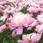 Paeonia Bowl of Beauty (1 Bulb)