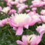 Paeonia Bowl of Beauty (1 Bulb)